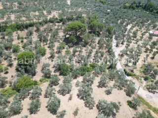 SABRİ PINARBAŞI'dan EDREMİT DERELİ'de SATILIK YOLA CEPHELİ YATIRIMLIK ZEYTİNLİK