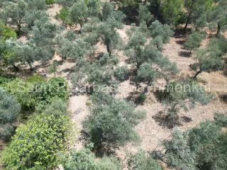 SABRİ PINARBAŞI'dan EDREMİT DERELİ'de SATILIK YOLA CEPHELİ YATIRIMLIK ZEYTİNLİK