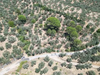 SABRİ PINARBAŞI'dan EDREMİT DERELİ'de SATILIK YOLA CEPHELİ YATIRIMLIK ZEYTİNLİK
