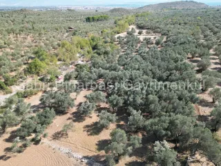 SABRİ PINARBAŞI'dan KIZILKEÇİLİ'de SATILIK 19.783 m2 YATIRIMLIK ZEYTİNLİK