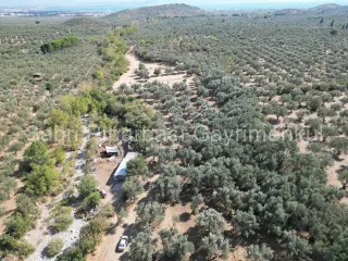 SABRİ PINARBAŞI'dan KIZILKEÇİLİ'de SATILIK 19.783 m2 YATIRIMLIK ZEYTİNLİK