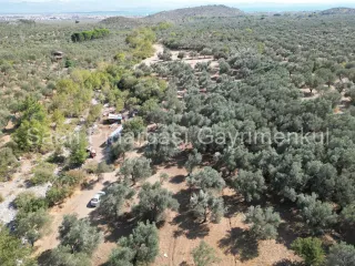 SABRİ PINARBAŞI'dan KIZILKEÇİLİ'de SATILIK 19.783 m2 YATIRIMLIK ZEYTİNLİK