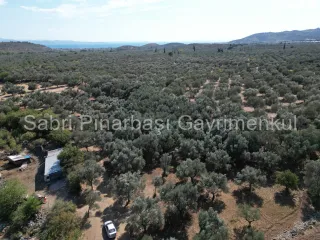 SABRİ PINARBAŞI'dan KIZILKEÇİLİ'de SATILIK 19.783 m2 YATIRIMLIK ZEYTİNLİK