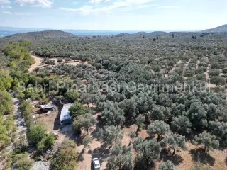 SABRİ PINARBAŞI'dan KIZILKEÇİLİ'de SATILIK 19.783 m2 YATIRIMLIK ZEYTİNLİK