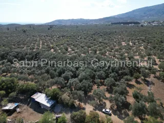 SABRİ PINARBAŞI'dan KIZILKEÇİLİ'de SATILIK 19.783 m2 YATIRIMLIK ZEYTİNLİK