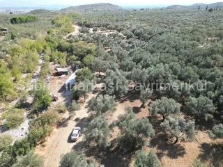 SABRİ PINARBAŞI'dan KIZILKEÇİLİ'de SATILIK 19.783 m2 YATIRIMLIK ZEYTİNLİK