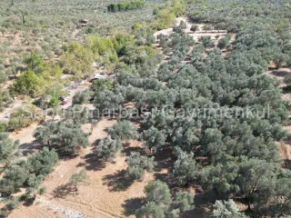 SABRİ PINARBAŞI'dan KIZILKEÇİLİ'de SATILIK 19.783 m2 YATIRIMLIK ZEYTİNLİK