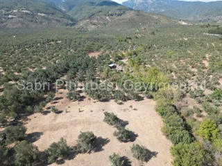 SABRİ PINARBAŞI'dan KIZILKEÇİLİ'de SATILIK 19.783 m2 YATIRIMLIK ZEYTİNLİK