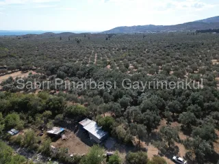 SABRİ PINARBAŞI'dan KIZILKEÇİLİ'de SATILIK 19.783 m2 YATIRIMLIK ZEYTİNLİK