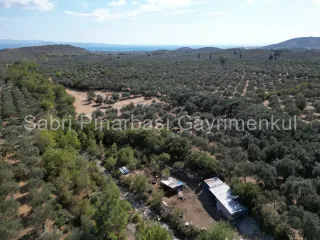 SABRİ PINARBAŞI'dan KIZILKEÇİLİ'de SATILIK 19.783 m2 YATIRIMLIK ZEYTİNLİK
