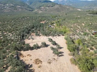 SABRİ PINARBAŞI'dan KIZILKEÇİLİ'de SATILIK 19.783 m2 YATIRIMLIK ZEYTİNLİK