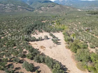 SABRİ PINARBAŞI'dan KIZILKEÇİLİ'de SATILIK 19.783 m2 YATIRIMLIK ZEYTİNLİK