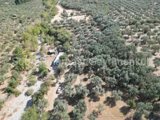SABRİ PINARBAŞI'dan KIZILKEÇİLİ'de SATILIK 19.783 m2 YATIRIMLIK ZEYTİNLİK