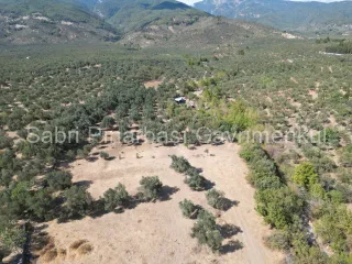 SABRİ PINARBAŞI'dan KIZILKEÇİLİ'de SATILIK 19.783 m2 YATIRIMLIK ZEYTİNLİK