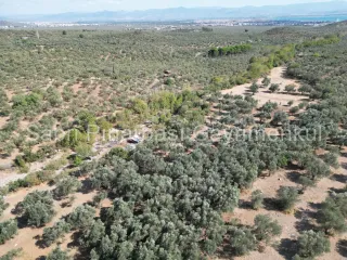 SABRİ PINARBAŞI'dan KIZILKEÇİLİ'de SATILIK 19.783 m2 YATIRIMLIK ZEYTİNLİK
