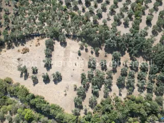 SABRİ PINARBAŞI'dan KIZILKEÇİLİ'de SATILIK 19.783 m2 YATIRIMLIK ZEYTİNLİK