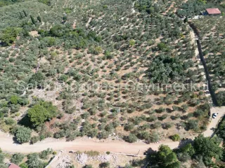 SABRİ PINARBAŞI'dan ALTINOLUK ARITAŞI'nda SATILIK 3800 m2 DENİZ MANZARALI ZEYTİNLİK