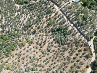 SABRİ PINARBAŞI'dan ALTINOLUK ARITAŞI'nda SATILIK 3800 m2 DENİZ MANZARALI ZEYTİNLİK