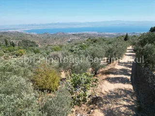 SABRİ PINARBAŞI'dan ALTINOLUK ARITAŞI'nda SATILIK 3800 m2 DENİZ MANZARALI ZEYTİNLİK