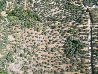SABRİ PINARBAŞI'dan ALTINOLUK ARITAŞI'nda SATILIK 3800 m2 DENİZ MANZARALI ZEYTİNLİK