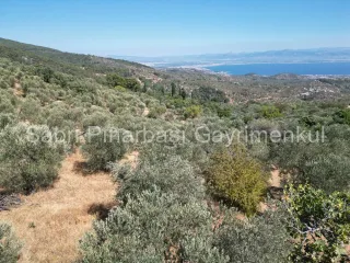 SABRİ PINARBAŞI'dan ALTINOLUK ARITAŞI'nda SATILIK 3800 m2 DENİZ MANZARALI ZEYTİNLİK