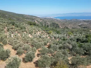 SABRİ PINARBAŞI'dan ALTINOLUK ARITAŞI'nda SATILIK 3800 m2 DENİZ MANZARALI ZEYTİNLİK