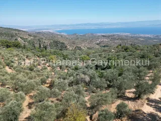SABRİ PINARBAŞI'dan ALTINOLUK ARITAŞI'nda SATILIK 3800 m2 DENİZ MANZARALI ZEYTİNLİK
