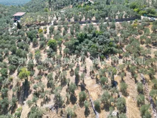 SABRİ PINARBAŞI'dan ALTINOLUK ARITAŞI'nda SATILIK 3800 m2 DENİZ MANZARALI ZEYTİNLİK