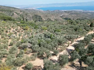 SABRİ PINARBAŞI'dan ALTINOLUK ARITAŞI'nda SATILIK 3800 m2 DENİZ MANZARALI ZEYTİNLİK