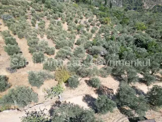 SABRİ PINARBAŞI'dan ALTINOLUK ARITAŞI'nda SATILIK 3800 m2 DENİZ MANZARALI ZEYTİNLİK