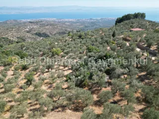 SABRİ PINARBAŞI'dan ALTINOLUK ARITAŞI'nda SATILIK 3800 m2 DENİZ MANZARALI ZEYTİNLİK