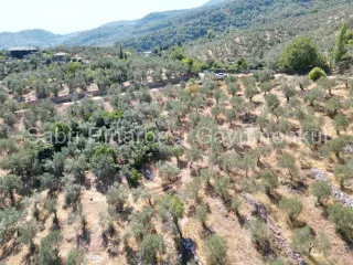 SABRİ PINARBAŞI'dan ALTINOLUK ARITAŞI'nda SATILIK 3800 m2 DENİZ MANZARALI ZEYTİNLİK