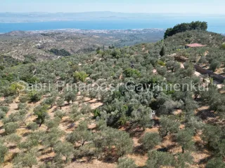 SABRİ PINARBAŞI'dan ALTINOLUK ARITAŞI'nda SATILIK 3800 m2 DENİZ MANZARALI ZEYTİNLİK