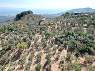 SABRİ PINARBAŞI'dan ALTINOLUK ARITAŞI'nda SATILIK 3800 m2 DENİZ MANZARALI ZEYTİNLİK