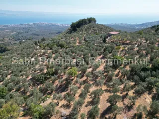 SABRİ PINARBAŞI'dan ALTINOLUK ARITAŞI'nda SATILIK 3800 m2 DENİZ MANZARALI ZEYTİNLİK