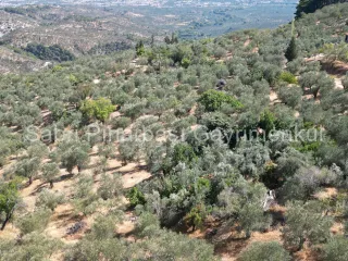 SABRİ PINARBAŞI'dan ALTINOLUK ARITAŞI'nda SATILIK 3800 m2 DENİZ MANZARALI ZEYTİNLİK