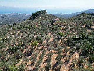 SABRİ PINARBAŞI'dan ALTINOLUK ARITAŞI'nda SATILIK 3800 m2 DENİZ MANZARALI ZEYTİNLİK