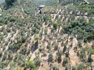 SABRİ PINARBAŞI'dan ALTINOLUK ARITAŞI'nda SATILIK 3800 m2 DENİZ MANZARALI ZEYTİNLİK