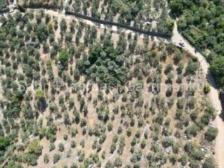 SABRİ PINARBAŞI'dan ALTINOLUK ARITAŞI'nda SATILIK 3800 m2 DENİZ MANZARALI ZEYTİNLİK