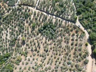 SABRİ PINARBAŞI'dan ALTINOLUK ARITAŞI'nda SATILIK 3800 m2 DENİZ MANZARALI ZEYTİNLİK