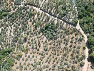 SABRİ PINARBAŞI'dan ALTINOLUK ARITAŞI'nda SATILIK 3800 m2 DENİZ MANZARALI ZEYTİNLİK