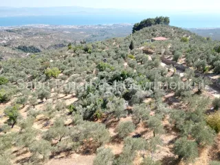 SABRİ PINARBAŞI'dan ALTINOLUK ARITAŞI'nda SATILIK 3800 m2 DENİZ MANZARALI ZEYTİNLİK