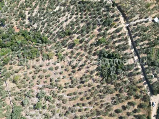 SABRİ PINARBAŞI'dan ALTINOLUK ARITAŞI'nda SATILIK 3800 m2 DENİZ MANZARALI ZEYTİNLİK