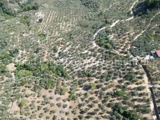 SABRİ PINARBAŞI'dan ALTINOLUK ARITAŞI'nda SATILIK 3800 m2 DENİZ MANZARALI ZEYTİNLİK