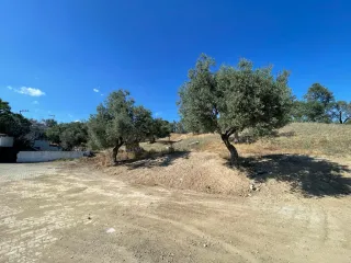 SABRİ PINARBAŞI 'dan GÜRE 'de SATILIK ARSA + ZEYTİNLİK