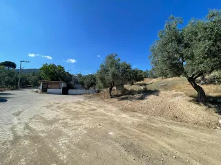 SABRİ PINARBAŞI 'dan GÜRE 'de SATILIK ARSA + ZEYTİNLİK