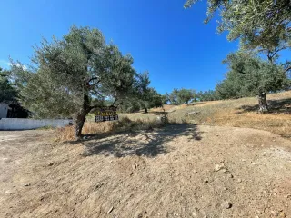 SABRİ PINARBAŞI 'dan GÜRE 'de SATILIK ARSA + ZEYTİNLİK