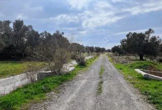 SABRİ PINARBAŞI'dan AYVALIK'ta SATILIK HOBİ BAHÇESİ