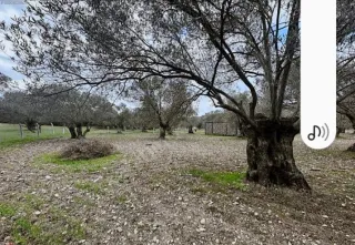 SABRİ PINARBAŞI'dan AYVALIK'ta SATILIK HOBİ BAHÇESİ