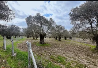 SABRİ PINARBAŞI'dan AYVALIK'ta SATILIK HOBİ BAHÇESİ